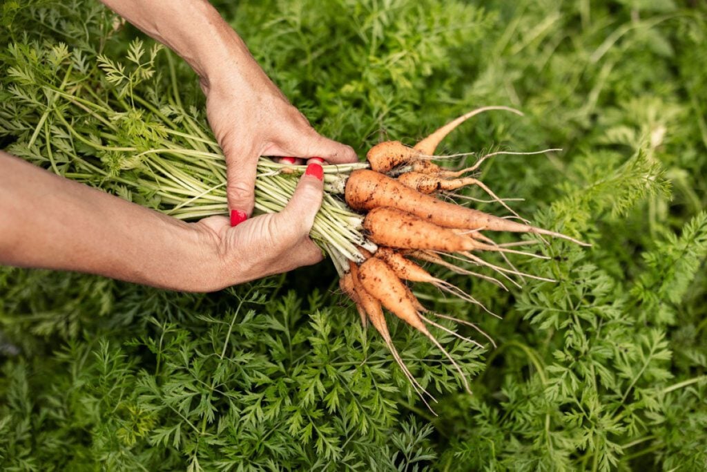 The Clear Signs Your Carrots Are Ready to Harvest