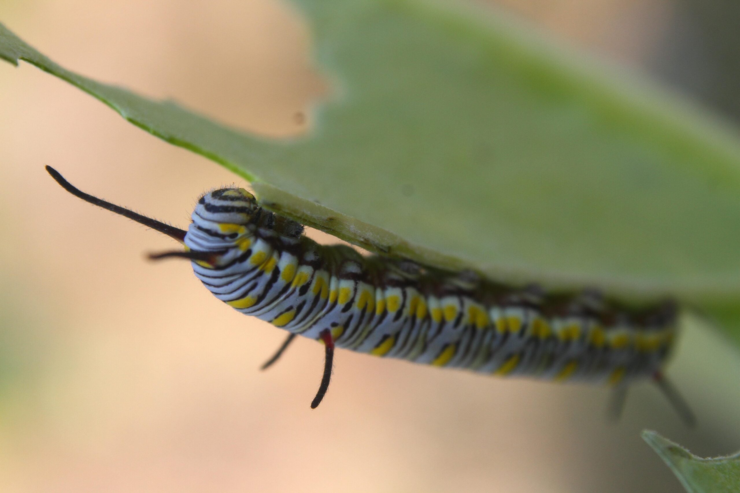 milkweed benefits for monarch butterflies