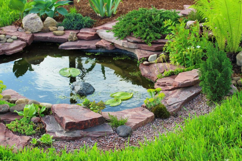 wildlife pond garden