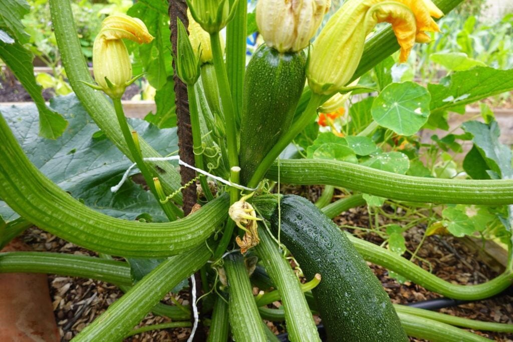 The Best Support for Medium Weight Crops