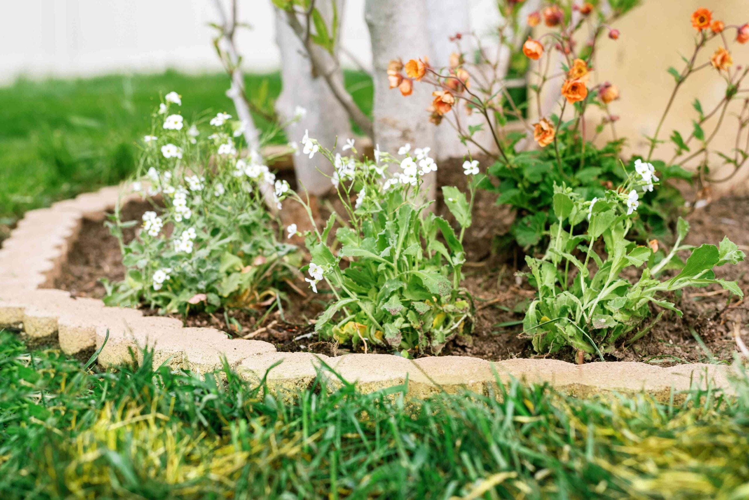 mow over lawn border