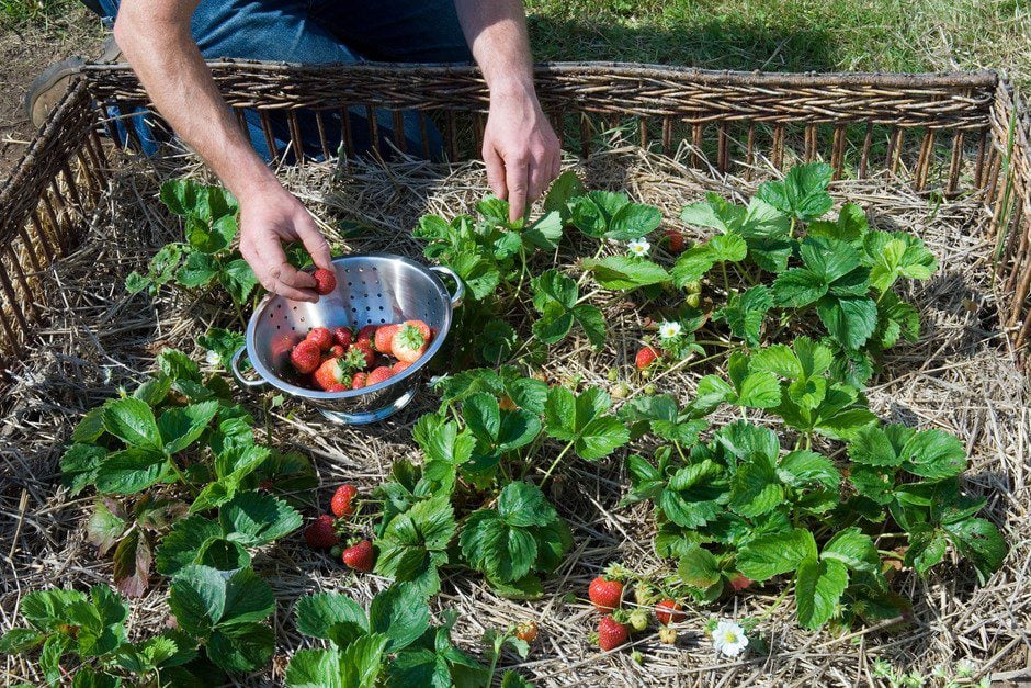 strawberry pyramid planter