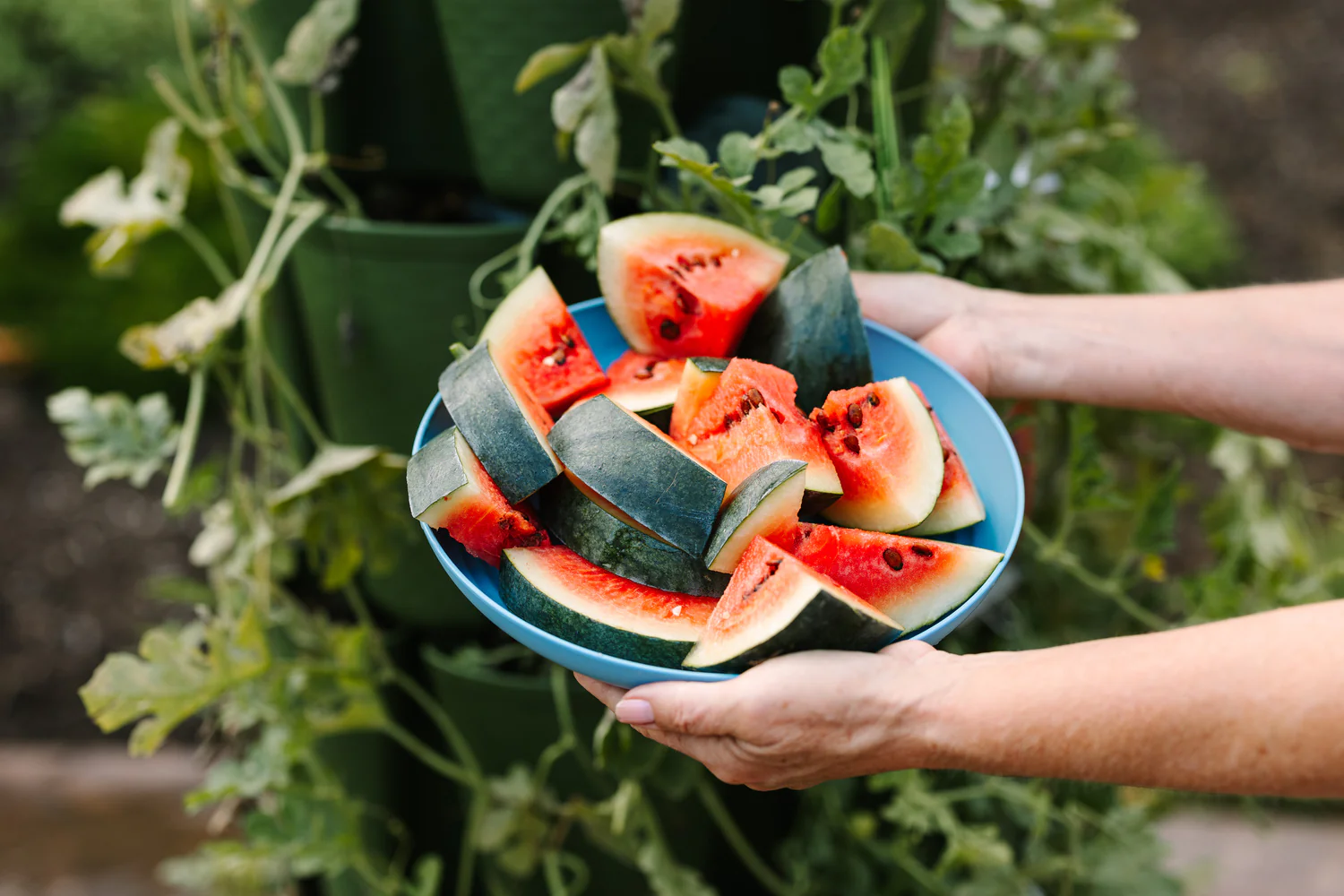grow watermelons on pallets