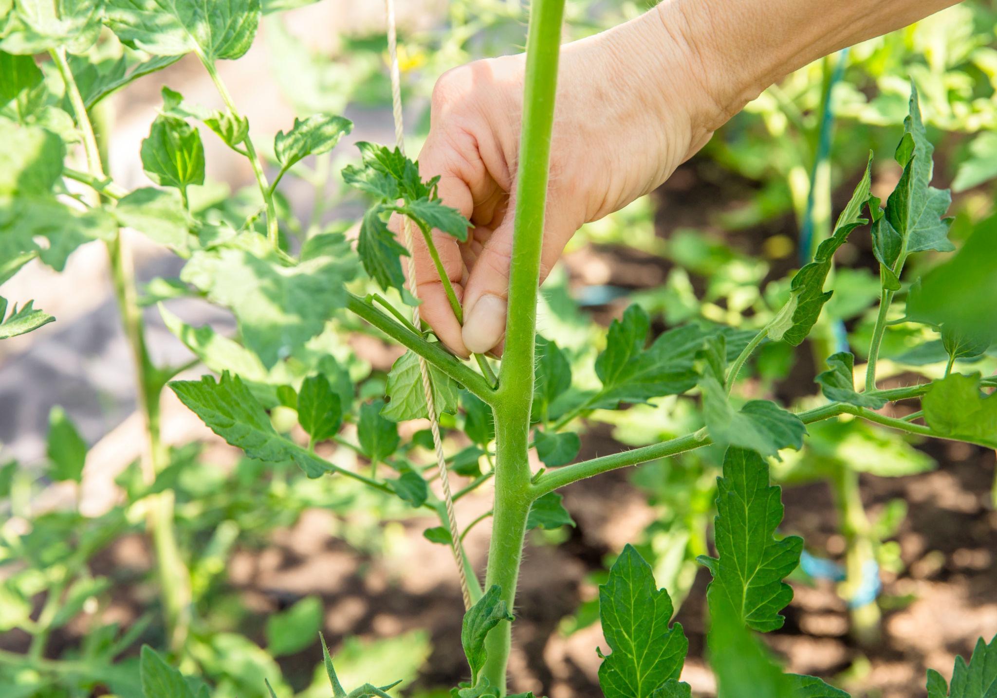 tomato pruning