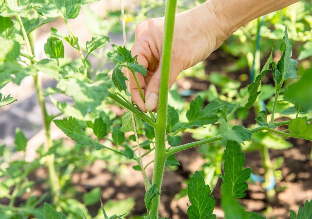 Why I Started Pruning My Tomato Plants