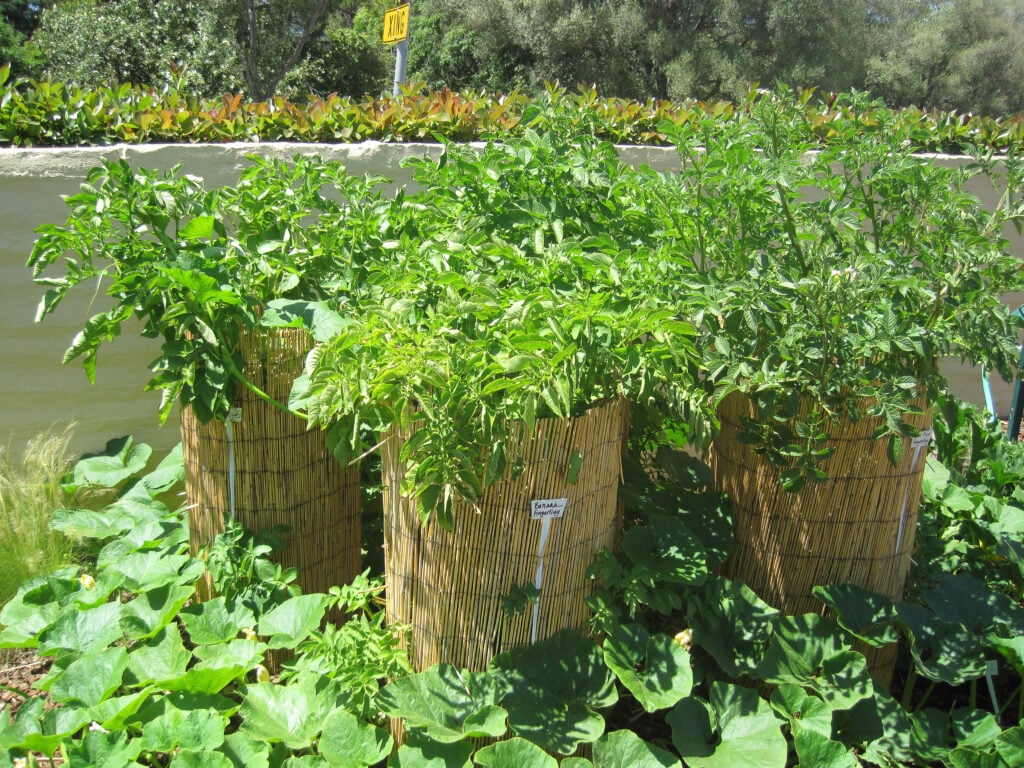 Step 4: Maintain healthy growth conditions