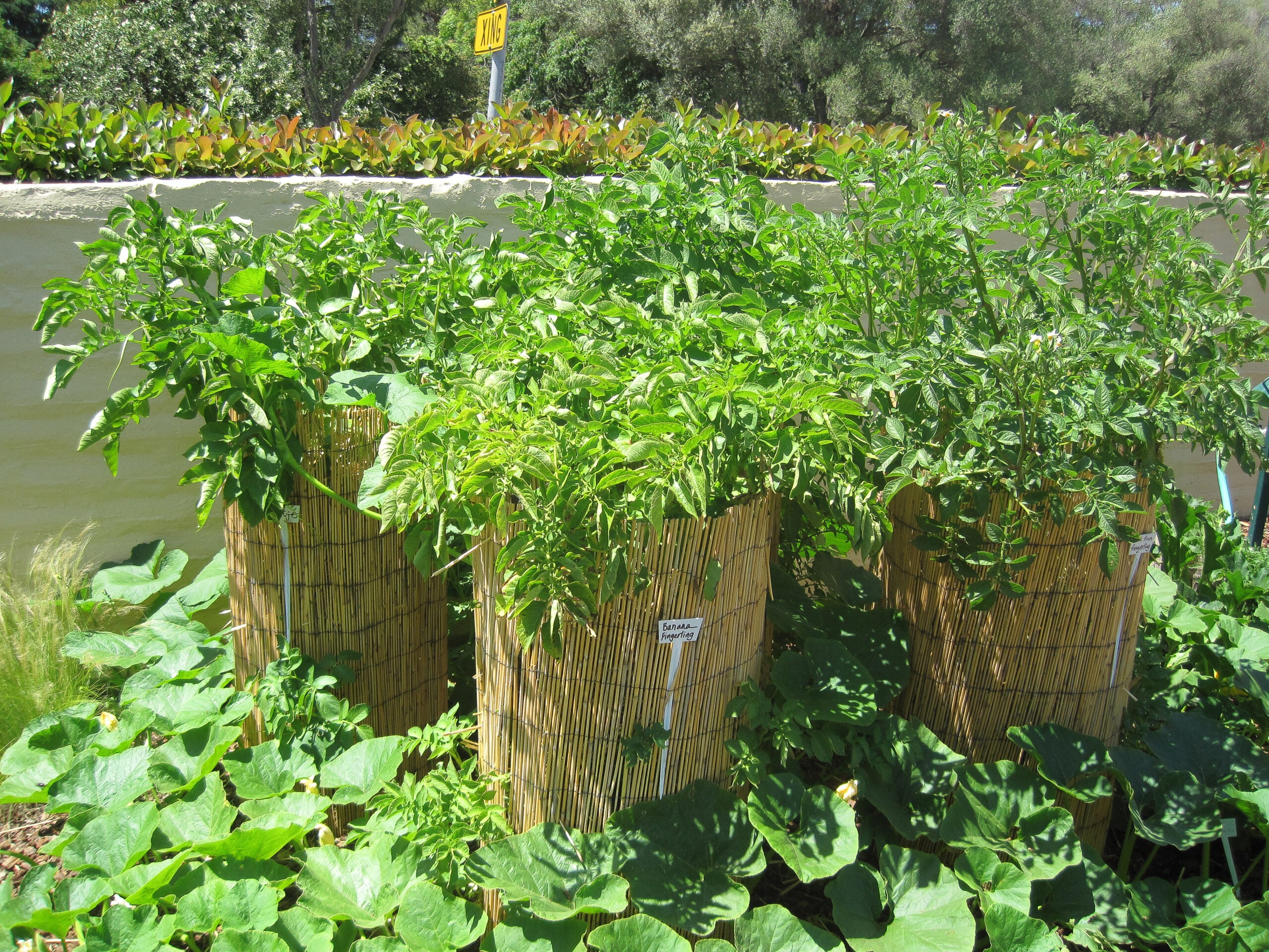 Step 4: Maintain healthy growth conditions