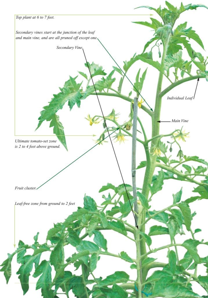 Understanding the Structure of a Tomato Plant
