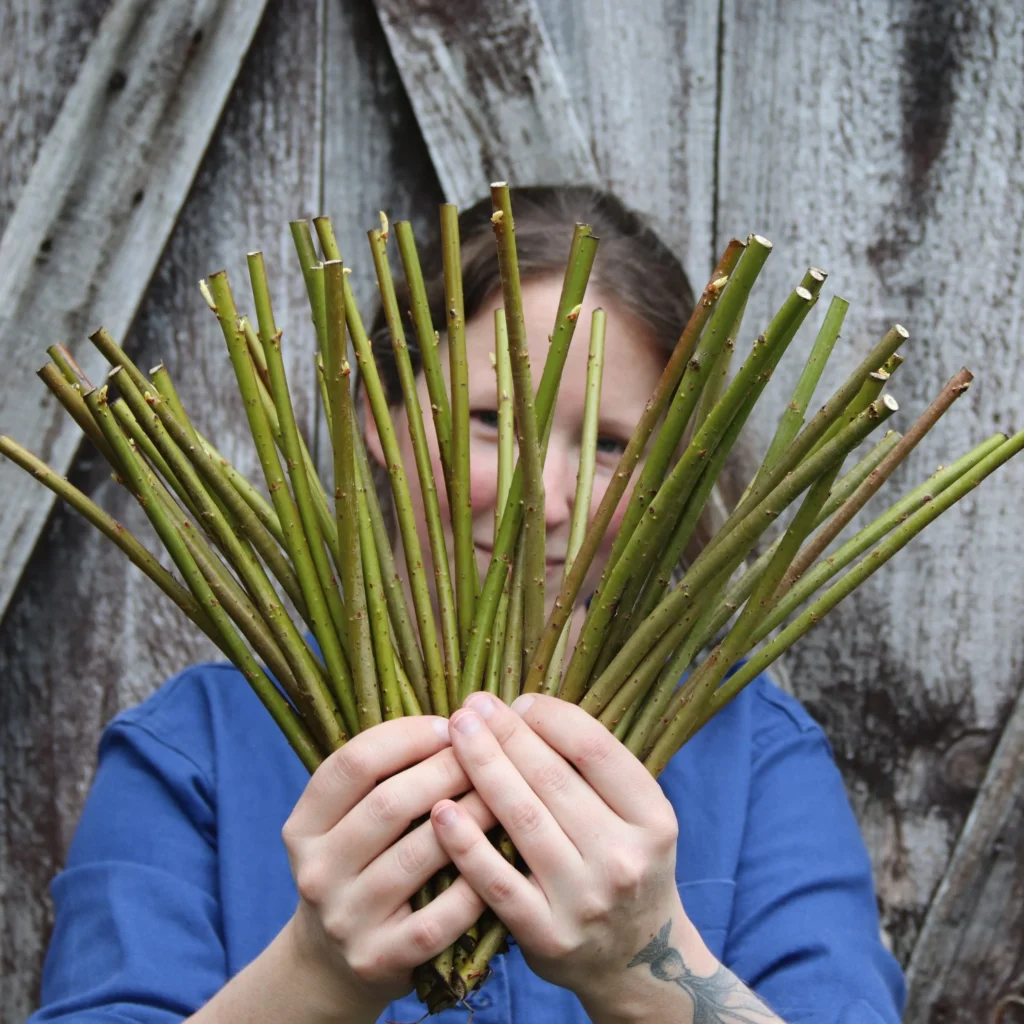 Step 2: Select Suitable Willow Varieties and Cuttings