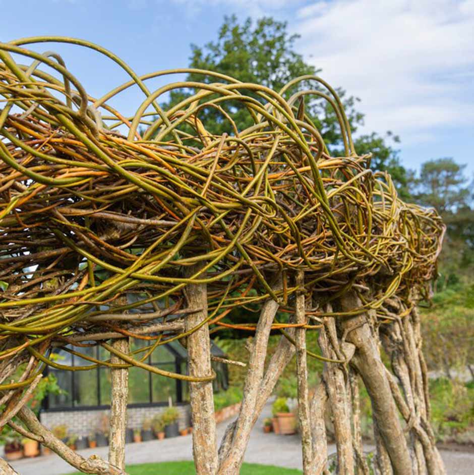 Step 4: Weave the Tops and Train the Structure