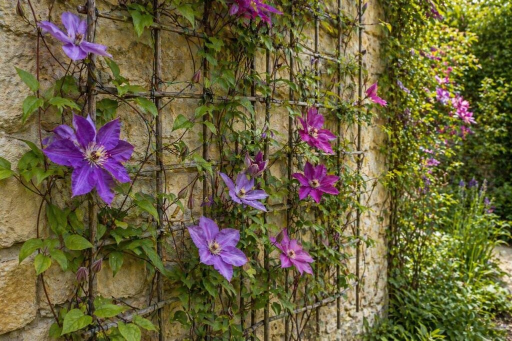 Climbers That Use Tendrils and Petioles