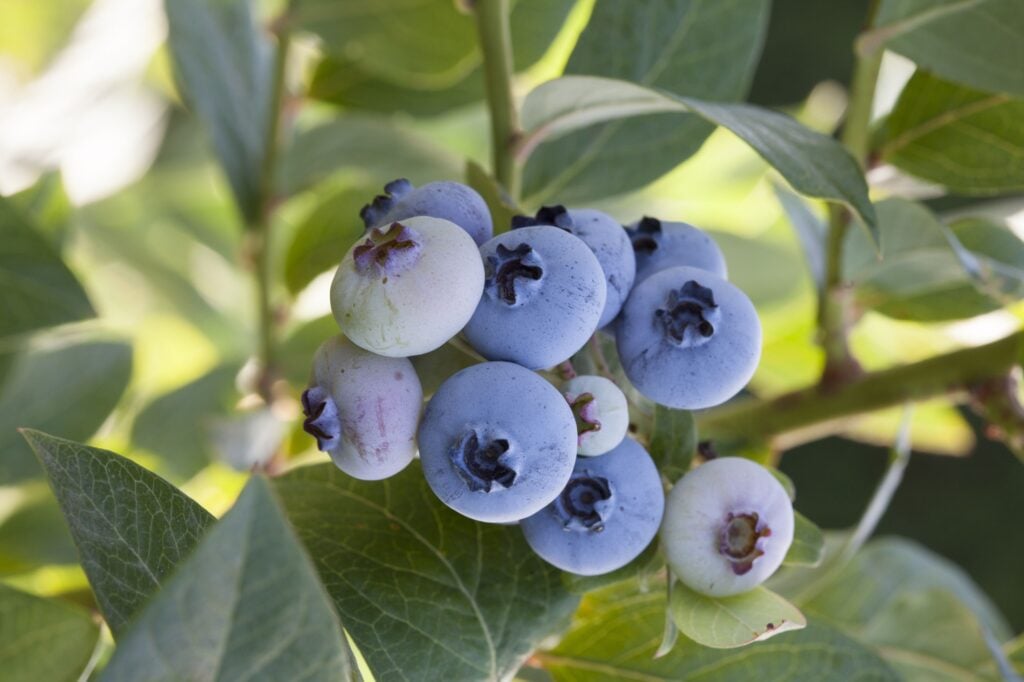 6. Blueberries and Azaleas
