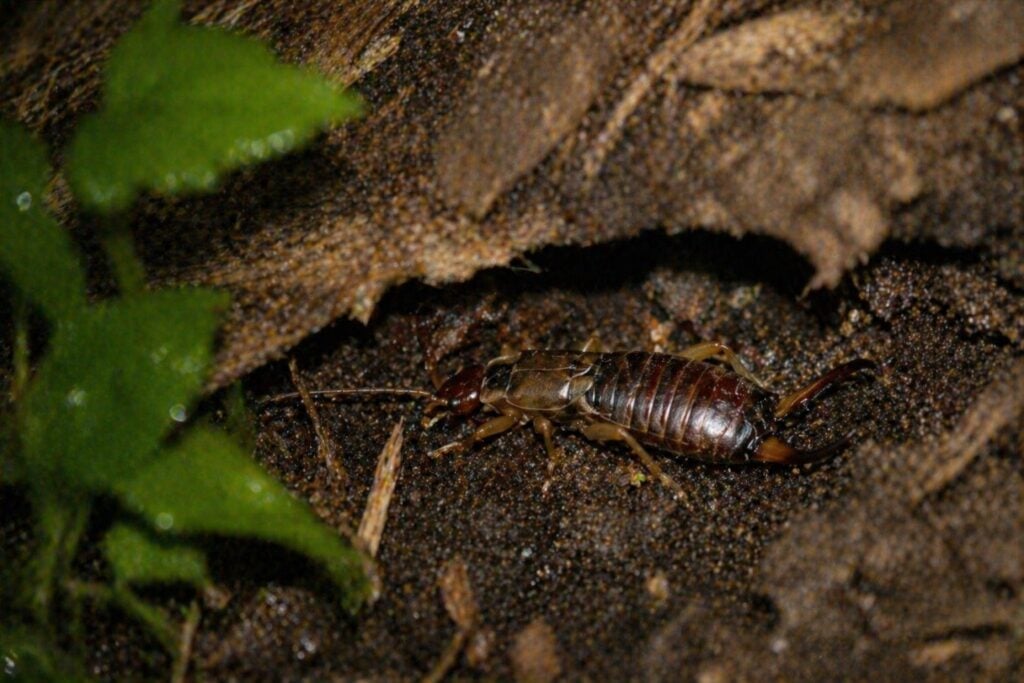 Their Nocturnal Behavior and Hidden Lifestyle