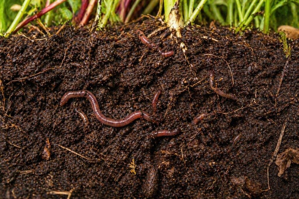 The Role of Worms in Soil Health