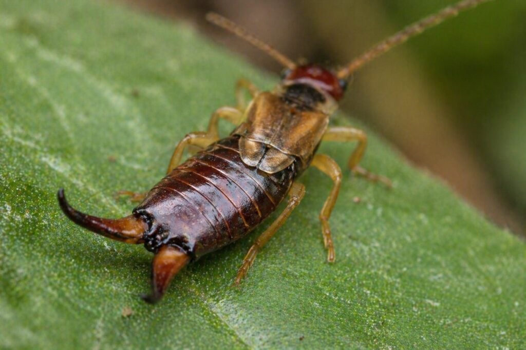 Understanding the Cerci and Their Real Purpose