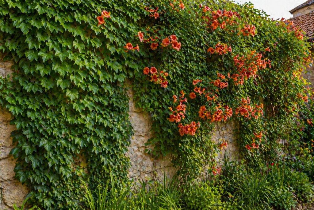 Self Clinging Climbers for Effortless Coverage