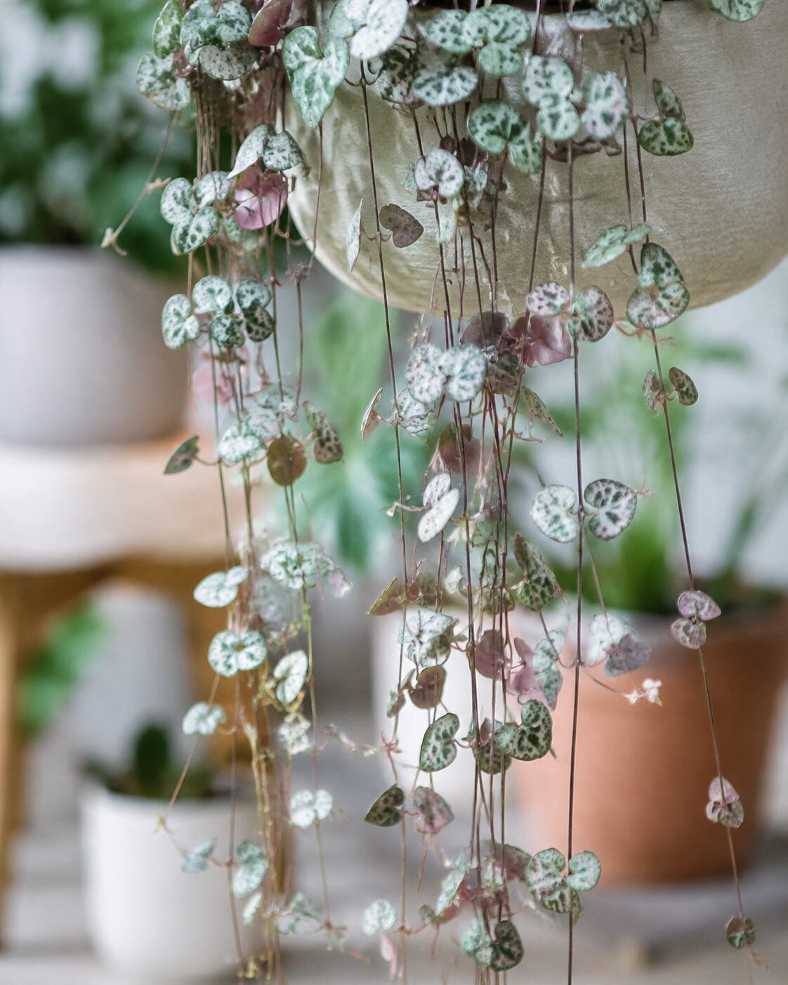 string succulents