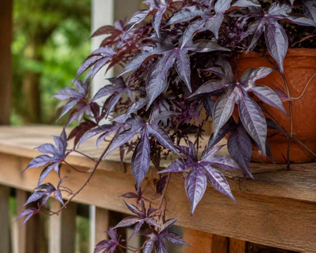 4. Purple Vine: Exotic and Elegant