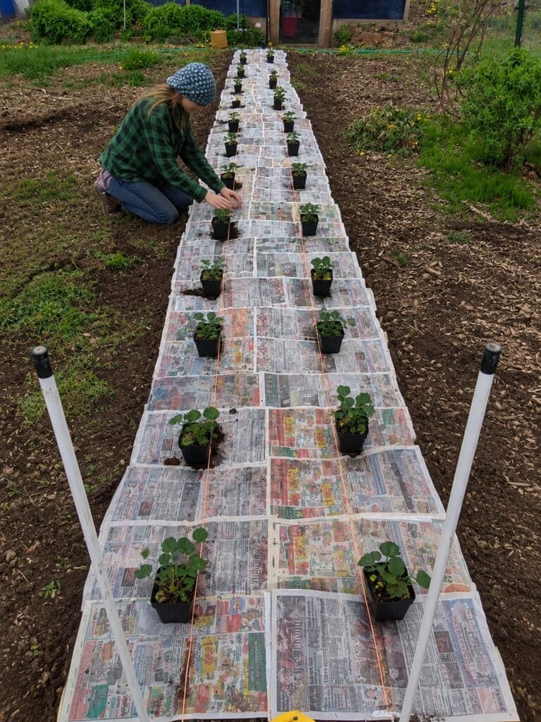 Planning the Planting Holes
