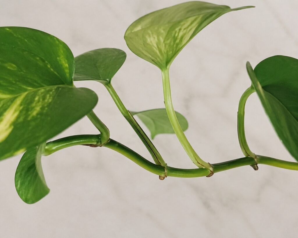 pothos propagation