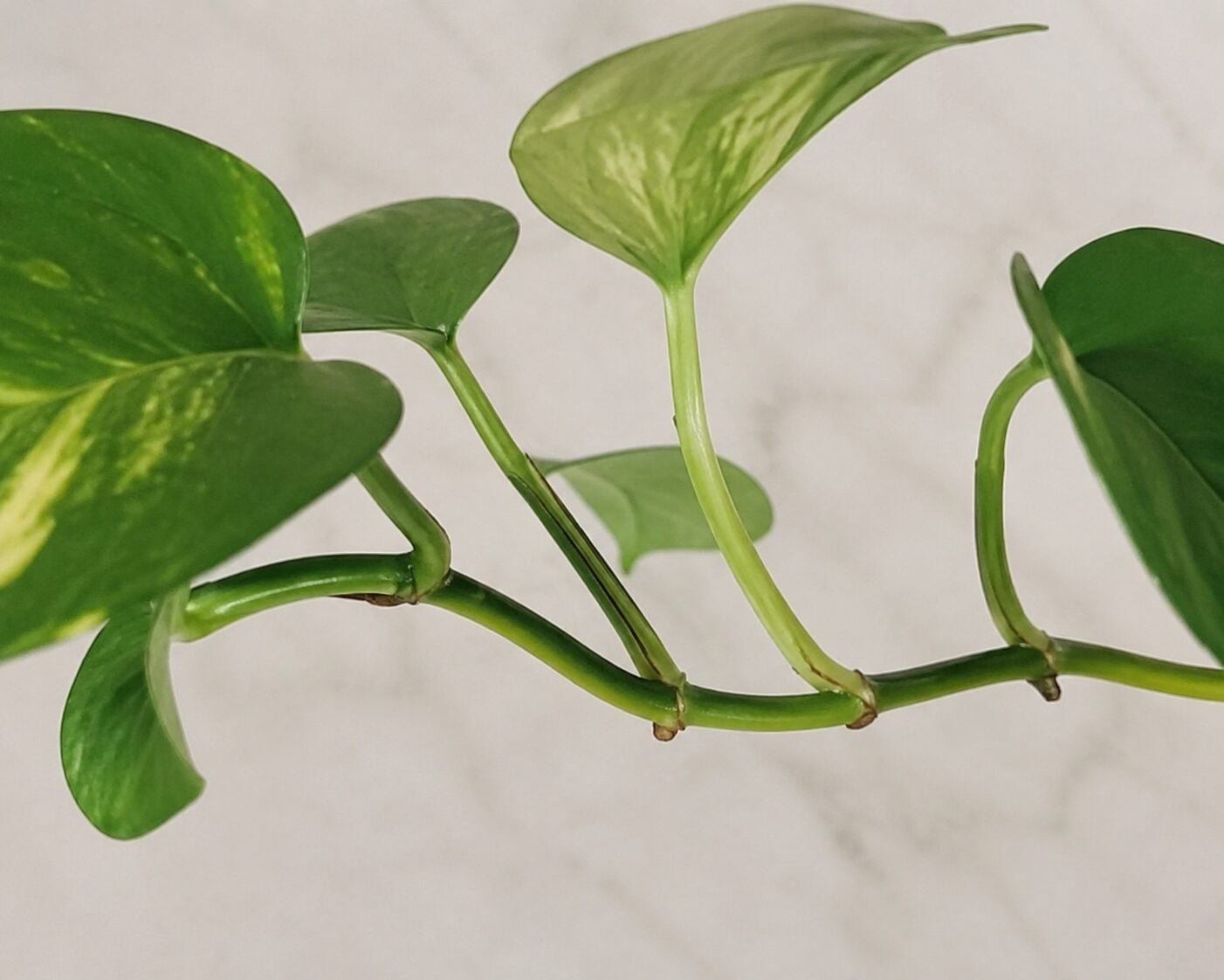 pothos propagation