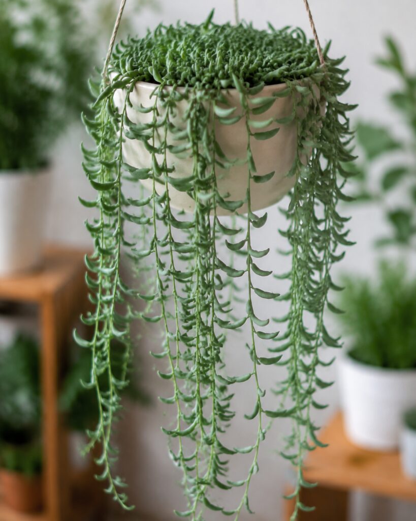 7. String of Bananas: Sleek and Elegant