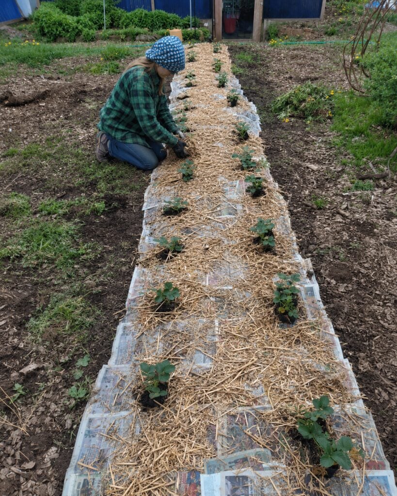 Adding Mulch Over the Newspaper