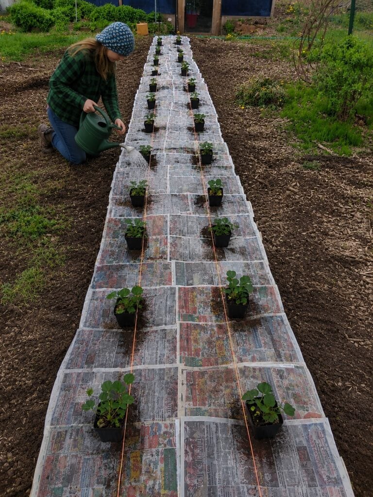 Watering After Planting