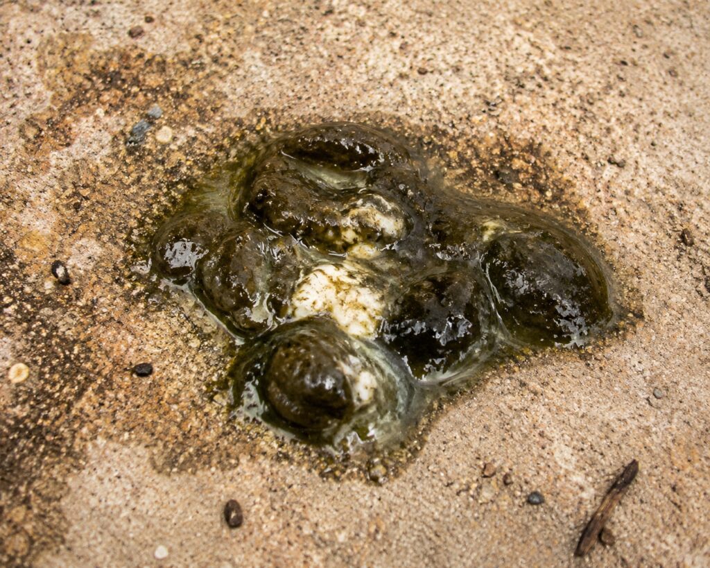 Slimy Poop: Gut Irritation or Infection