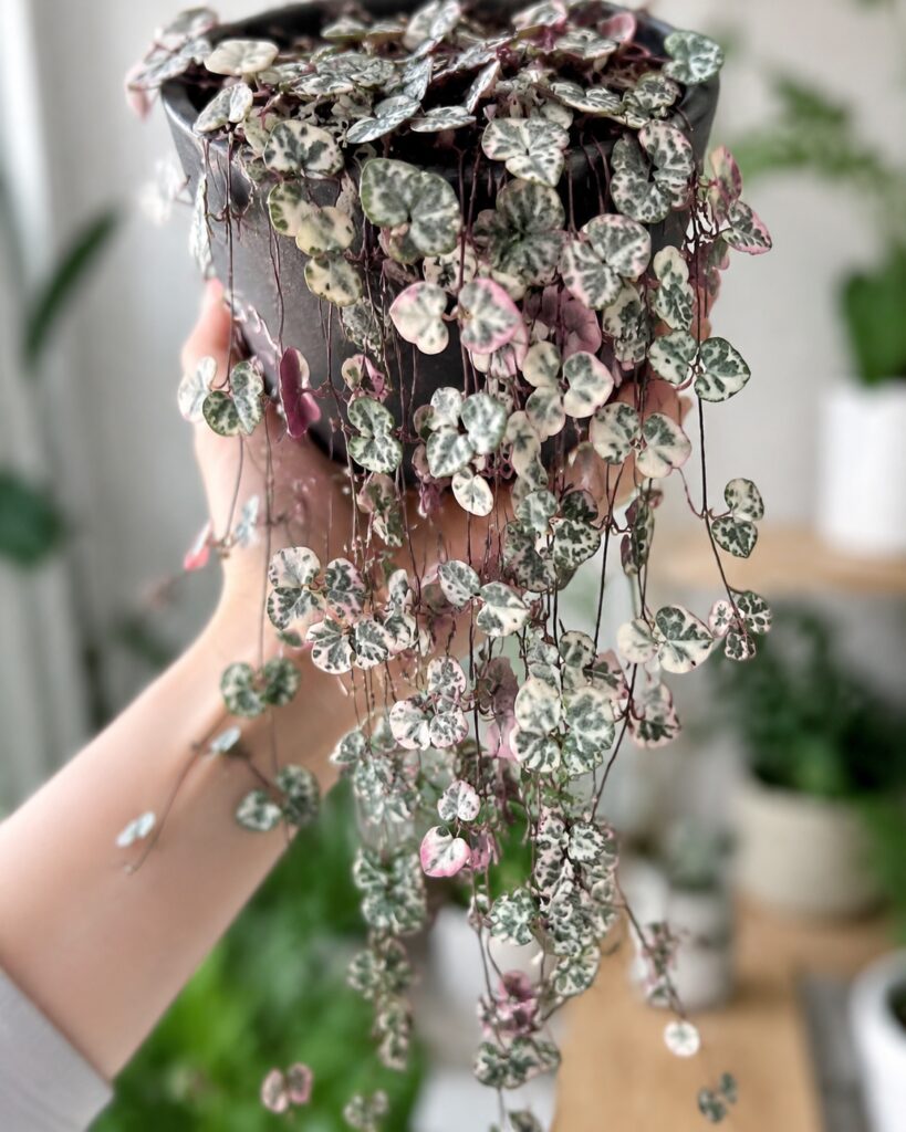2. Variegated String of Hearts (V. String of Hearts)