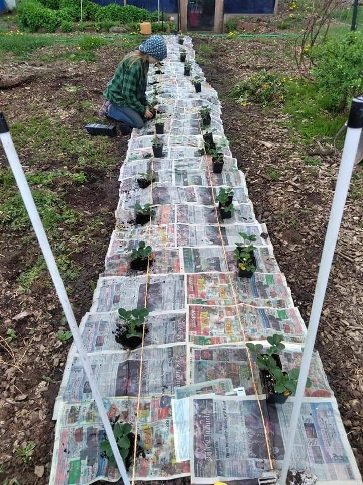 newspaper weed barrier garden
