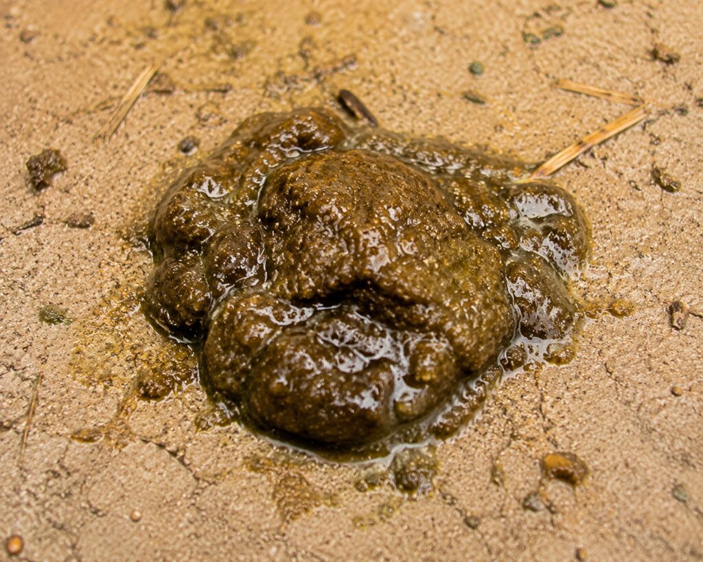 Sticky Poop: Poor Digestion or Excess Protein