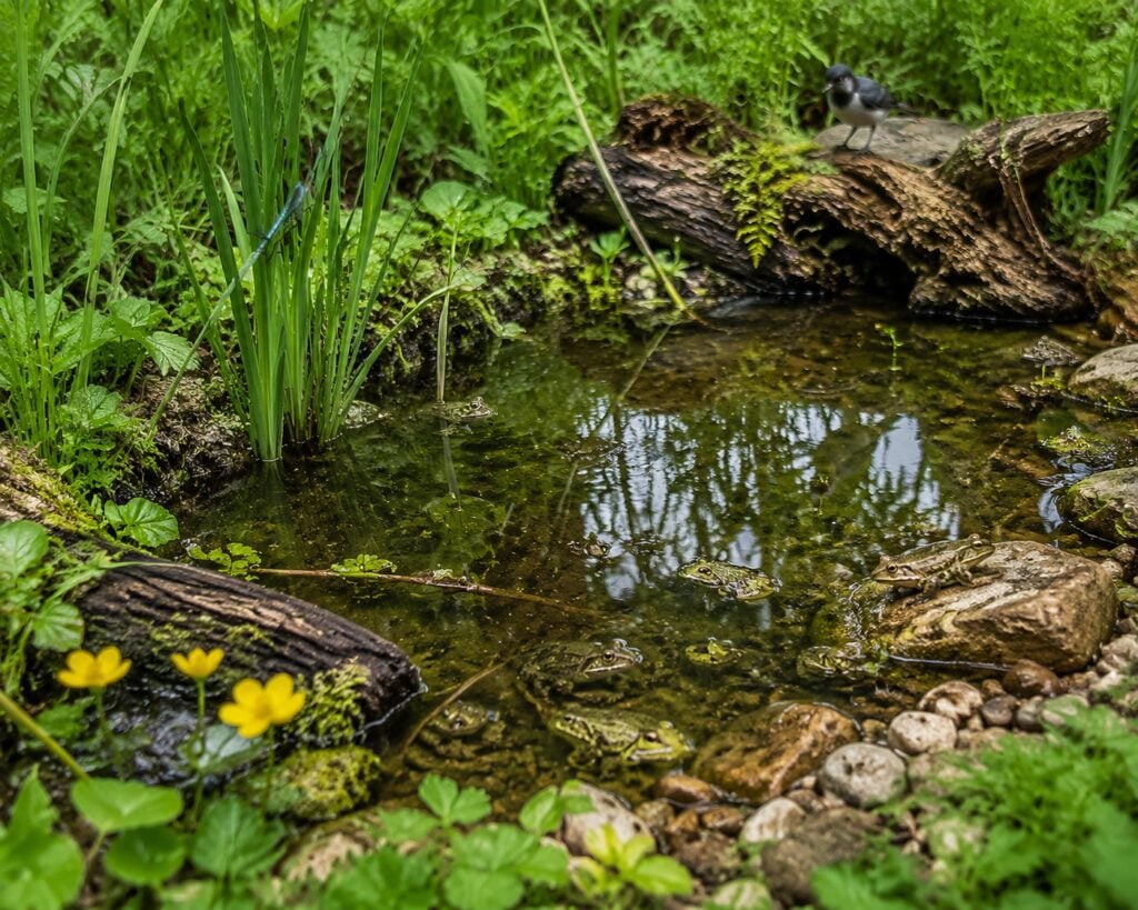 A Shallow Pond That Stays Wet