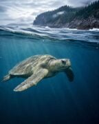 Kemp’s ridley sea turtle