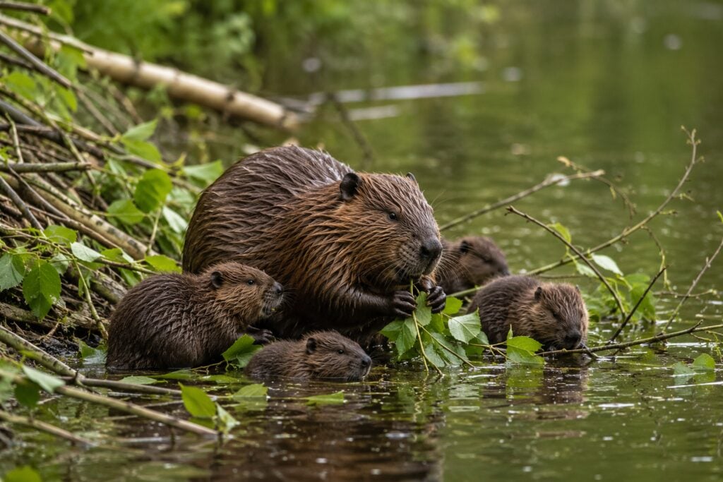 beavers prevent flooding