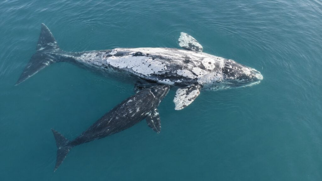 Floating Belly-Up May Help Control Feeding