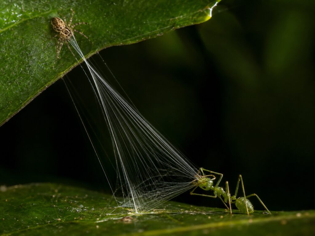 The Trap Is Triggered by the Ant