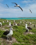 Midway albatross plastic crisis