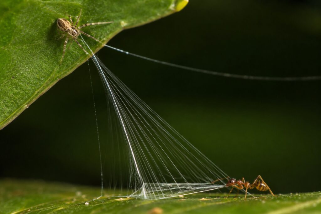 A Tiny Spider With a Powerful Hunting Strategy