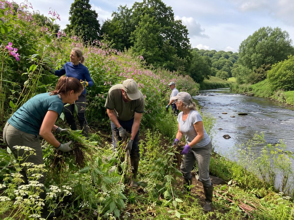 River Perry Himalayan balsam