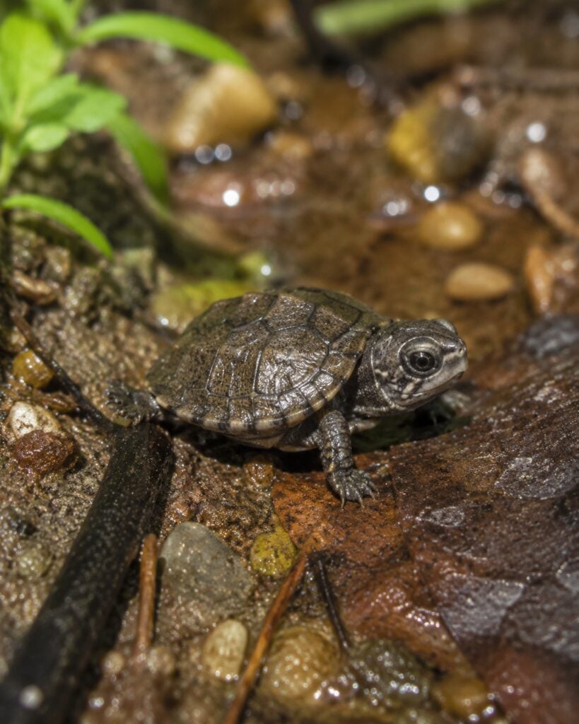 southern bog turtle