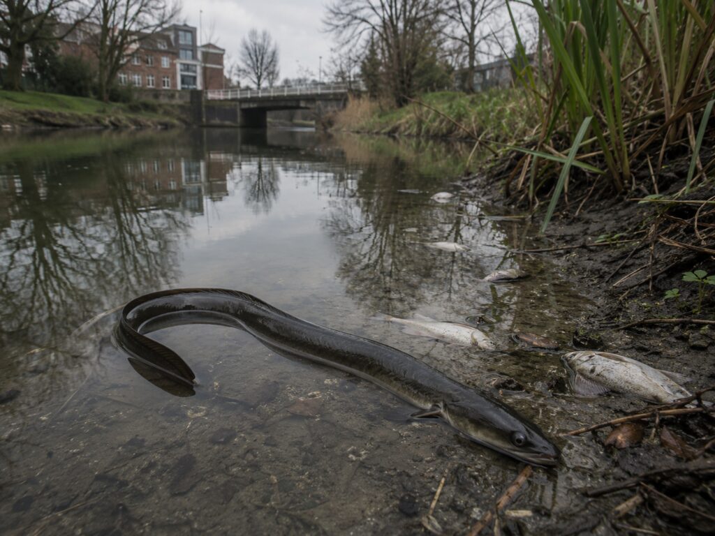 The European Eel Makes This Even More Serious