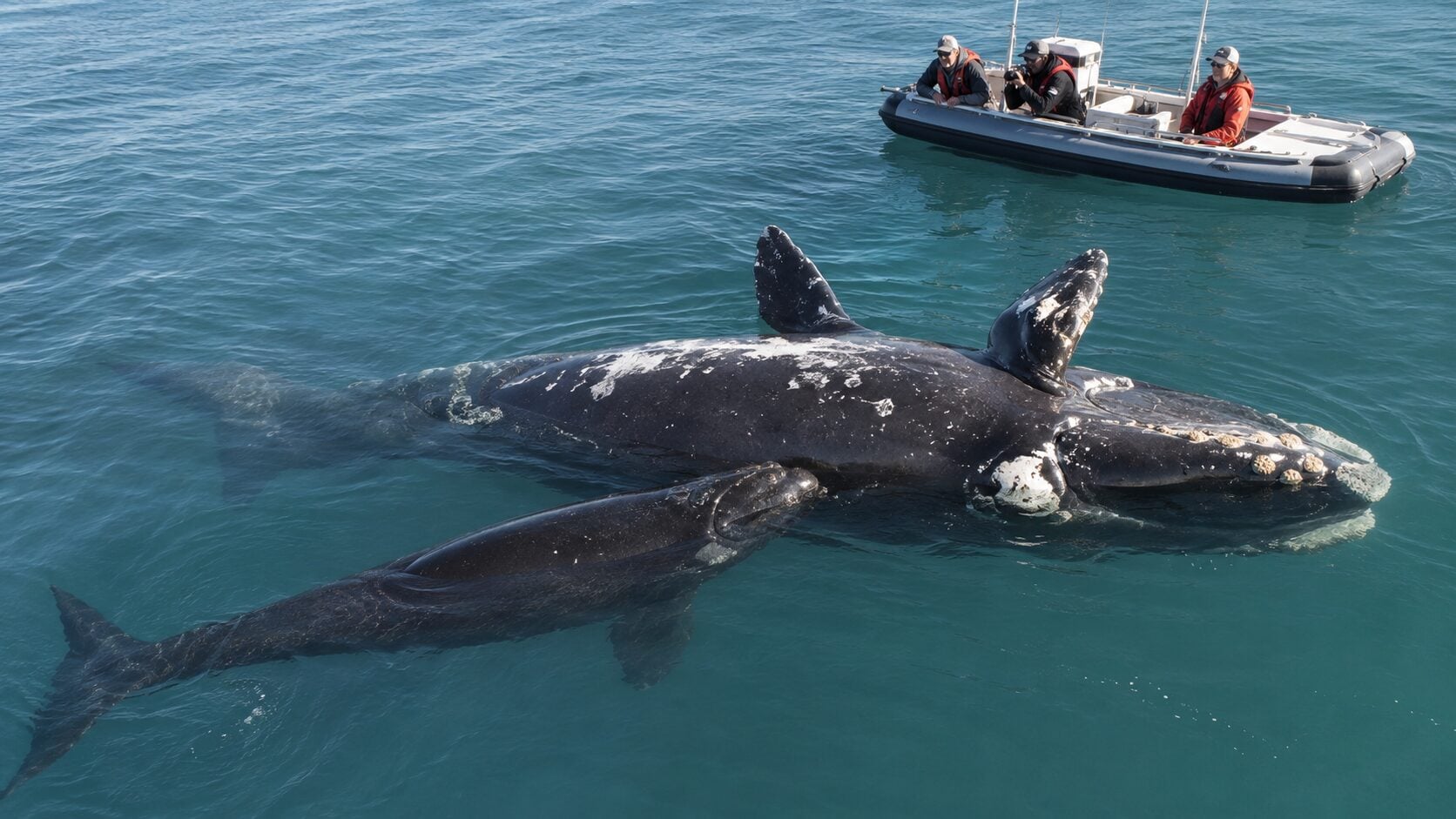 southern right whale mothers