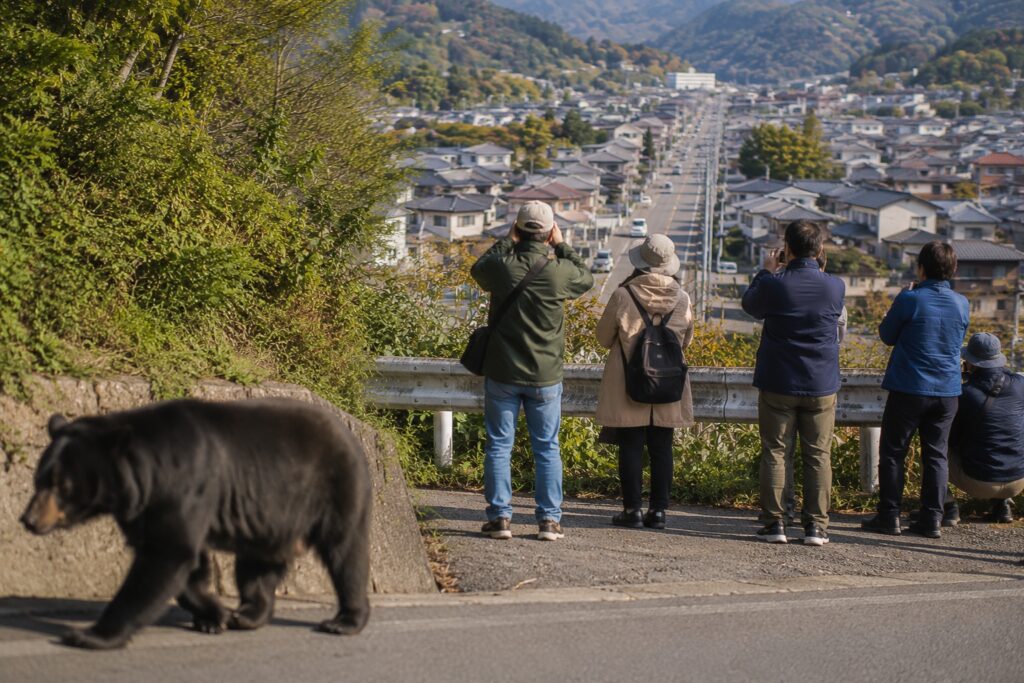 More Sightings Do Not Always Mean More Bears