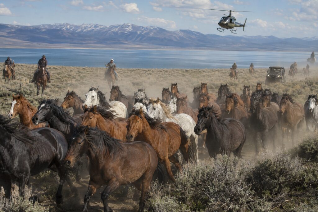 The Court Allowed the Roundup to Continue
